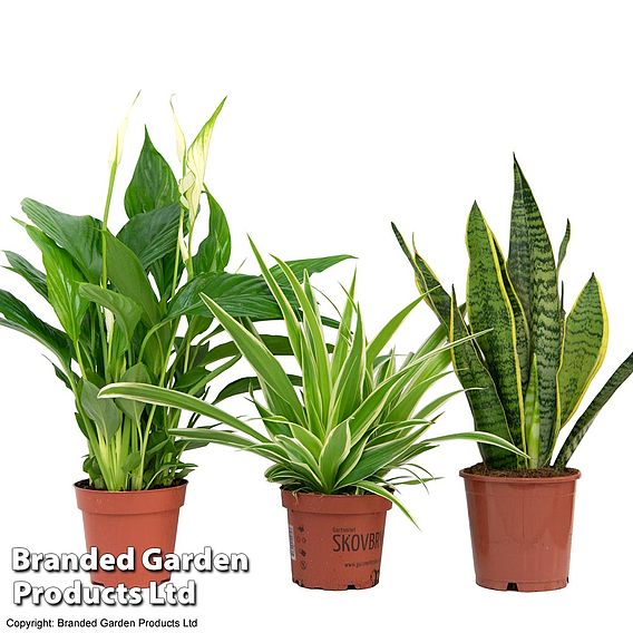 Air Purifying Houseplant Collection