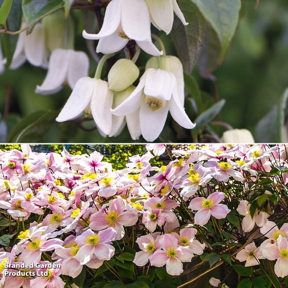 Clematis All Season Duo