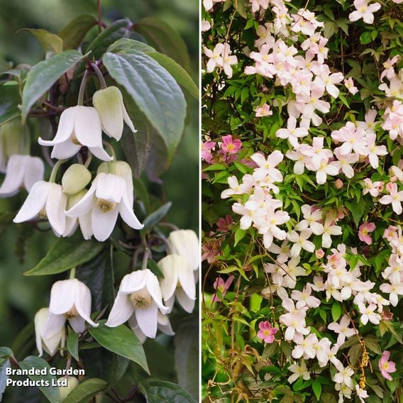 Clematis All Season Duo