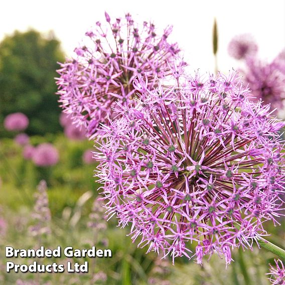 Allium carolinianum 'Rosy Dream'