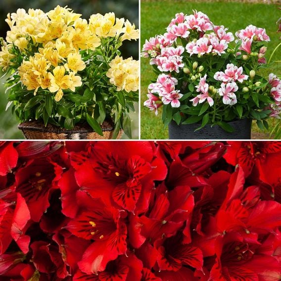 Alstroemeria Patio Perfect Collection
