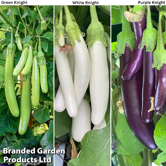 Aubergine 'Three Knight Recipe Collection' F1 - Seeds