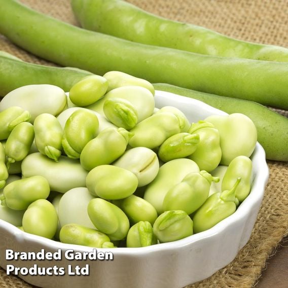 Broad Bean 'Dreadnought' - Seeds