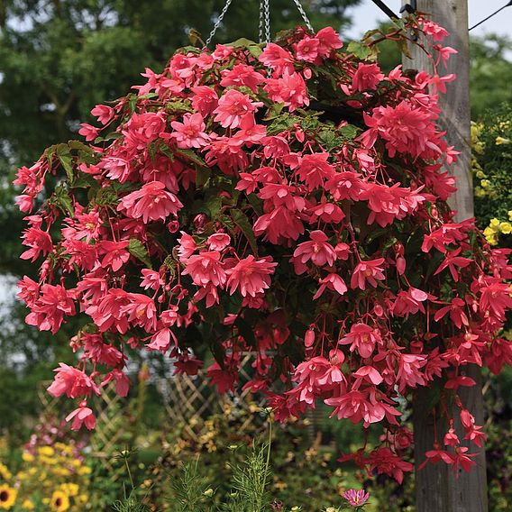 Begonia 'Funky Pink'