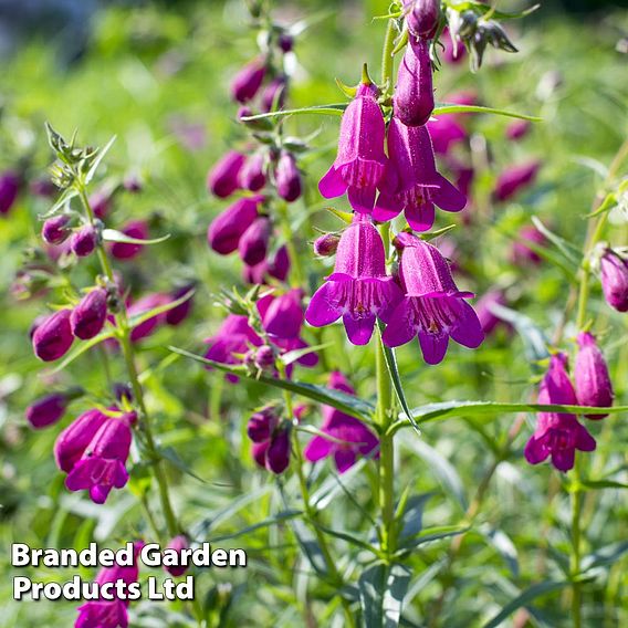 Penstemon Ice Cream Collection