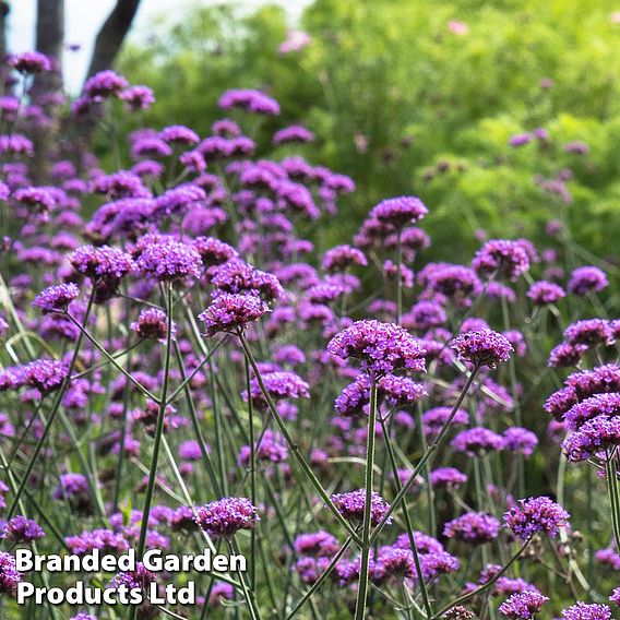 Verbena 'Buenos Aires'