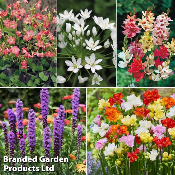 Summer Saver Bulb 135 Collection
