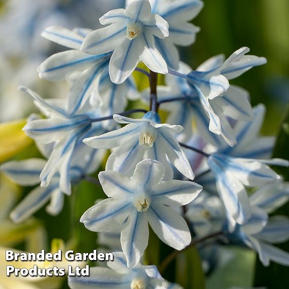 Spring Bulbs Mixed Flowering Collection