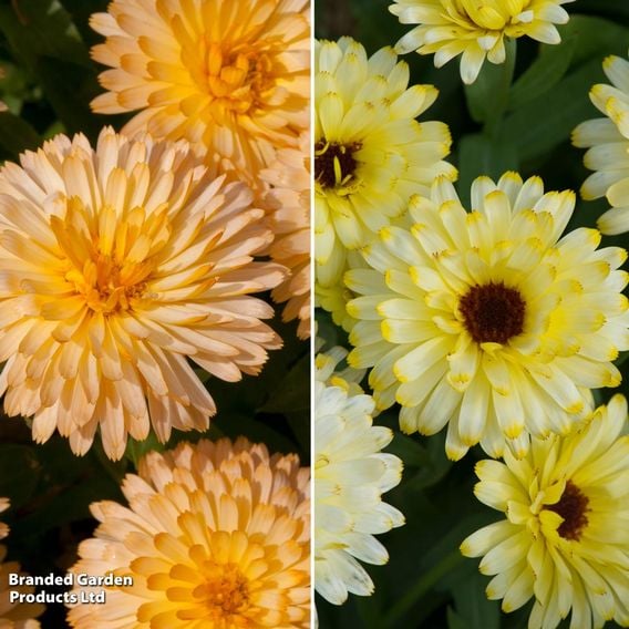 Calendula 'Bon Bon Mix'