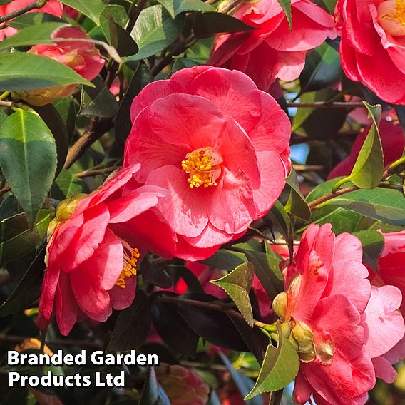 Camellia japonica 'Doctor King'