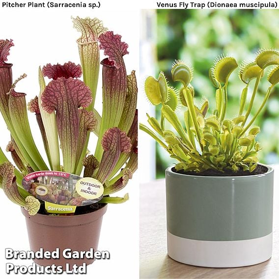 Carnivorous Plants Collection