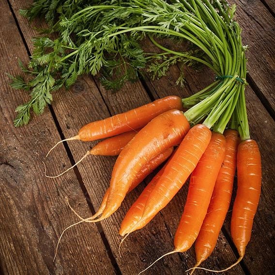 Carrot 'Nantes 2' - Organic Seeds
