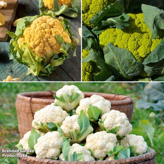 Cauliflower Tricolour Collection