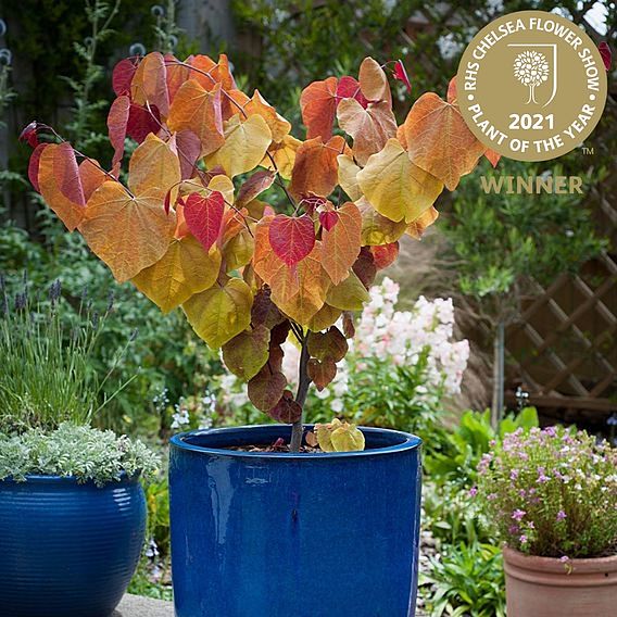 Cercis 'Eternal Flame'