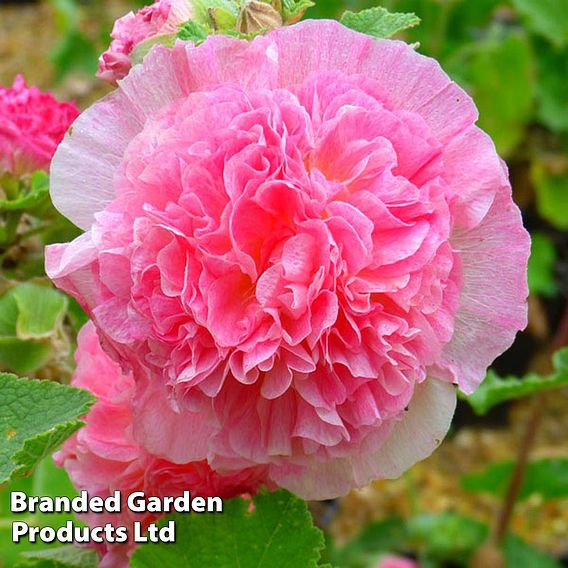 Hollyhock 'Chater's Salmon Pink'
