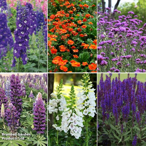 Chelsea Flower Show Plant Bundle
