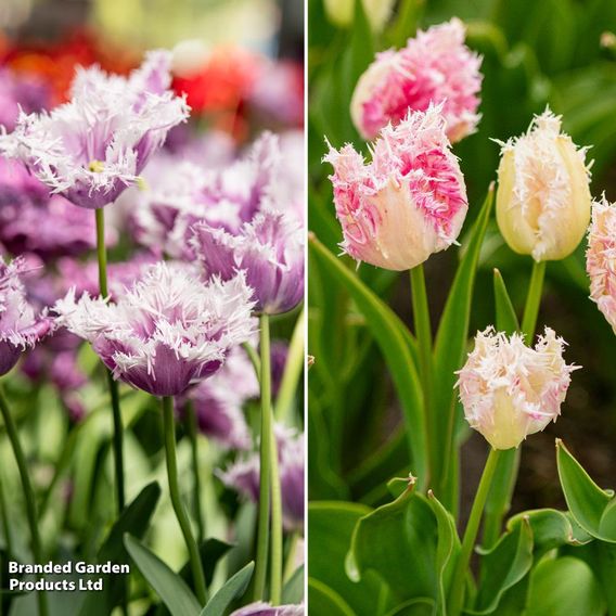 Tulip Pink Cherry Frost Collection