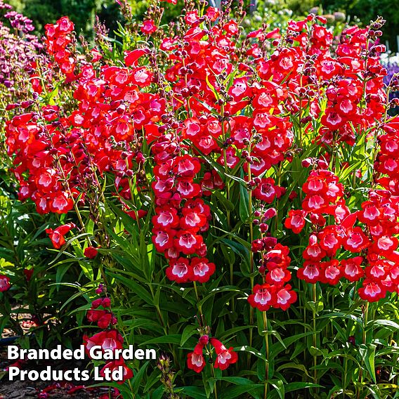 Penstemon Ice Cream Collection