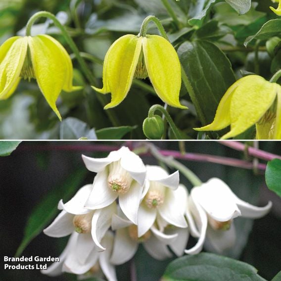 Clematis Summer Winter Duo