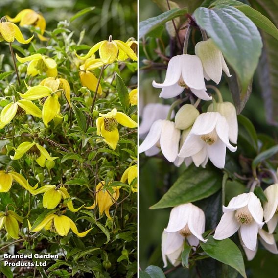 Clematis Summer Winter Duo
