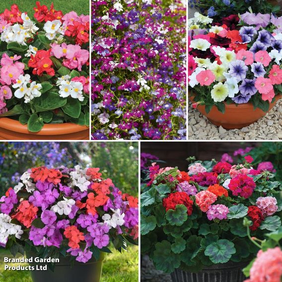 Summer Bedding Plant Collection