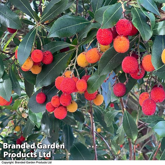 Arbutus unedo 'Compacta'