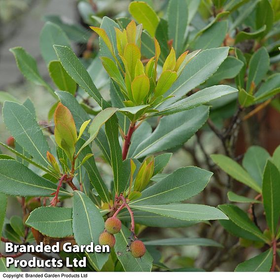 Arbutus unedo 'Compacta'