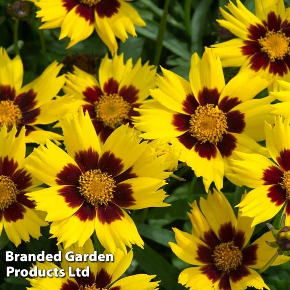 Coreopsis 'Sunkiss'