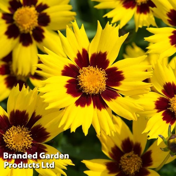 Coreopsis 'Sunkiss'