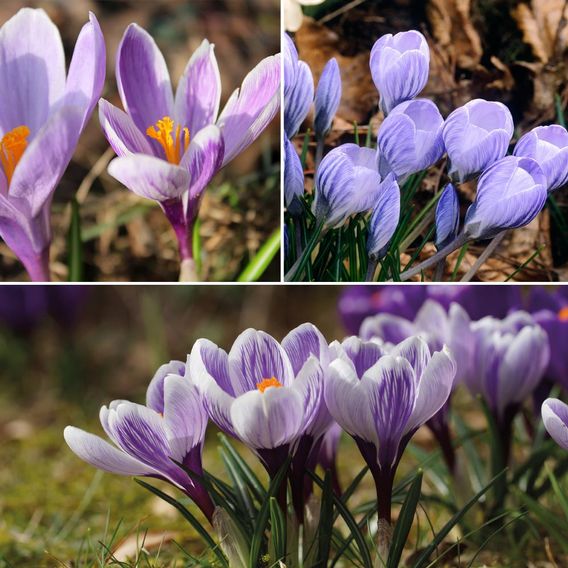 Crocus 'Bicolour Collection'
