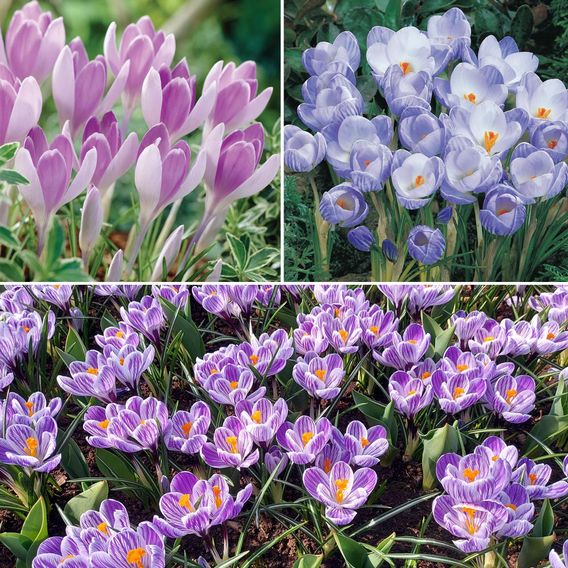 Crocus 'Bicolour Collection'