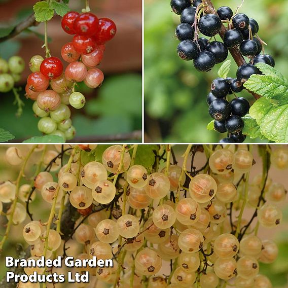 Currant 'Trio'