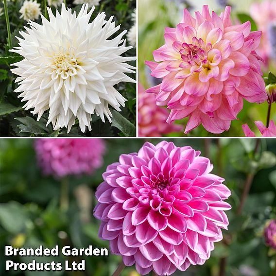 Dahlia 'Beautiful Bouquet Collection'