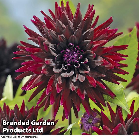 Dahlia 'Nuit d Ete'