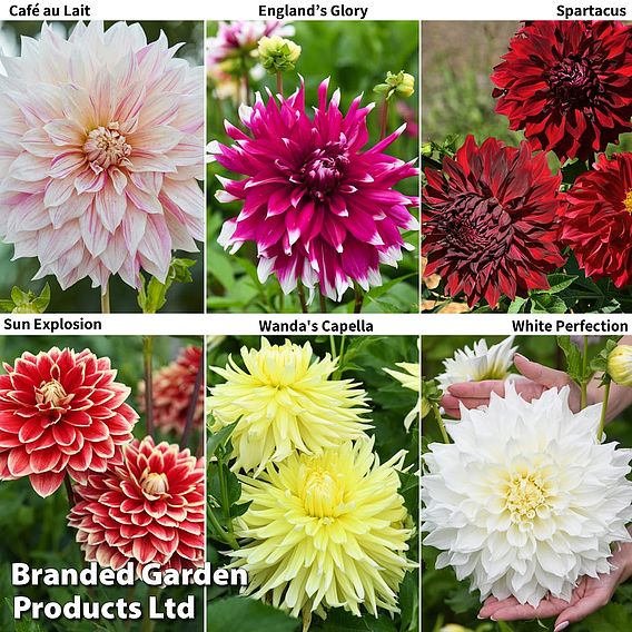 Dahlia 'Dinnerplate Collection'