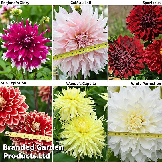 Dahlia 'Dinnerplate Collection'