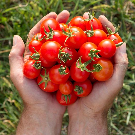 Tomato 'Gardener's Delight' (Grafted)