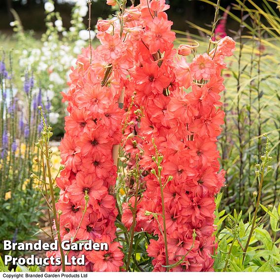 Delphinium Red Lark