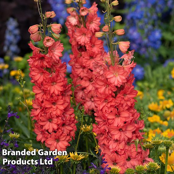 Delphinium Red Lark