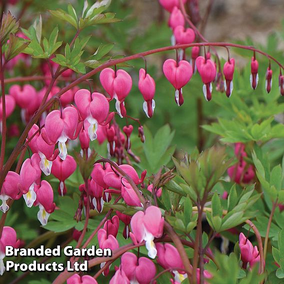 Dicentra spectabilis