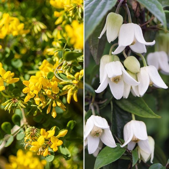 Winter Evergreen Duo