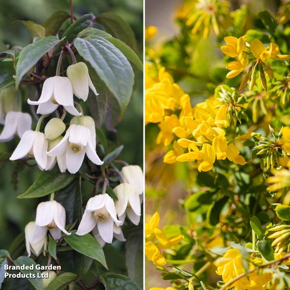 Winter Evergreen Duo