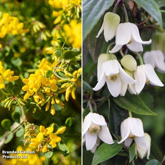 Winter Evergreen Duo