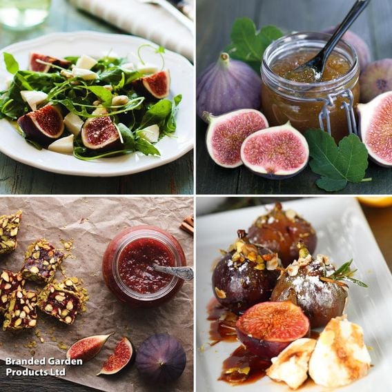 Fig Growers Choice