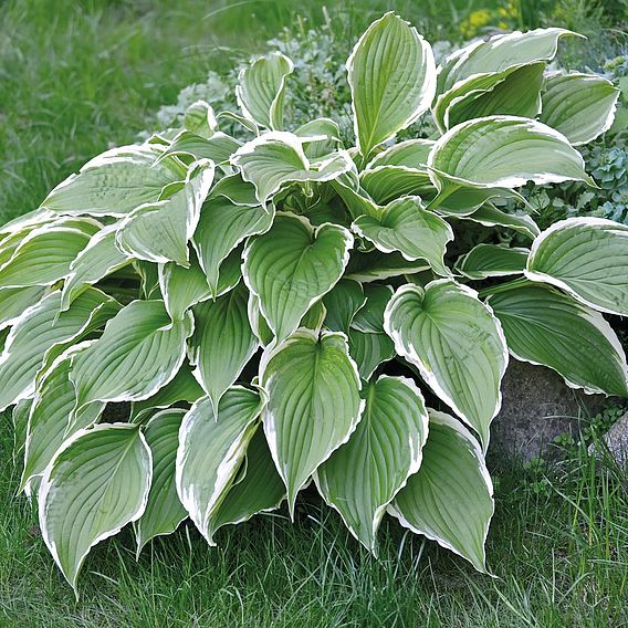 Hosta Collection