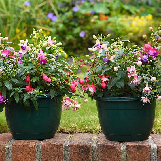 Fuchsia 'Trailing Mixed'