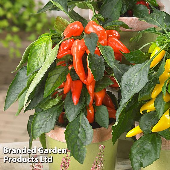 Chilli Pepper 'Galaxy Orange'
