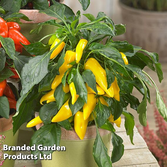 Chilli Pepper 'Galaxy Yellow'