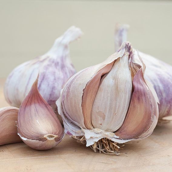 Garlic 'Germidour' (Spring/Autumn Planting)