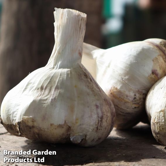 Garlic 'Messidor' (Spring/Autumn Planting)